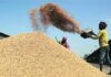 ਸੂਬੇ ਵਿੱਚ ਖਰੀਦ ਦੇ ਤੀਜੇ ਦਿਨ 75484.41 ਮੀਟਿ੍ਰਕ ਟਨ ਝੋਨੇ ਦੀ ਹੋਈ ਖ਼ਰੀਦ